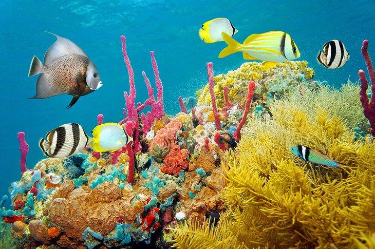 Poissons colorés et corail