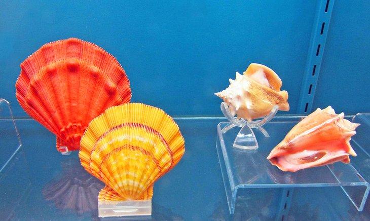 Conchas en el Instituto de Exploración Submarina de Bermudas
