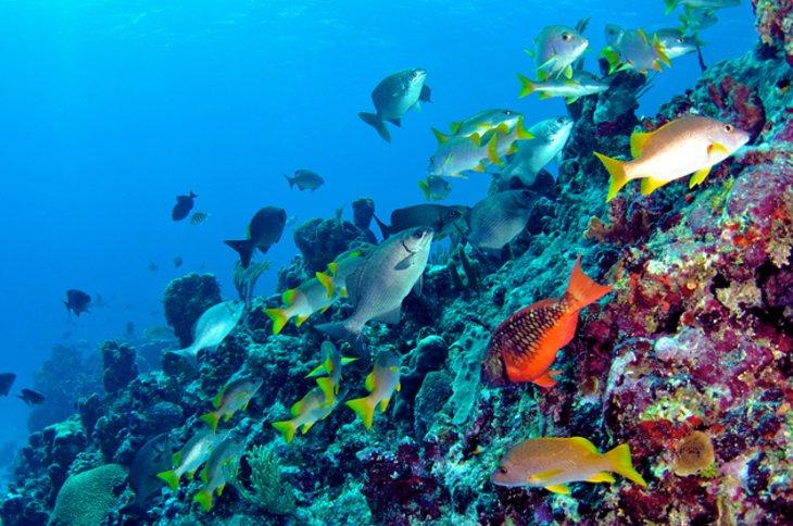 Buceo de Naufragios