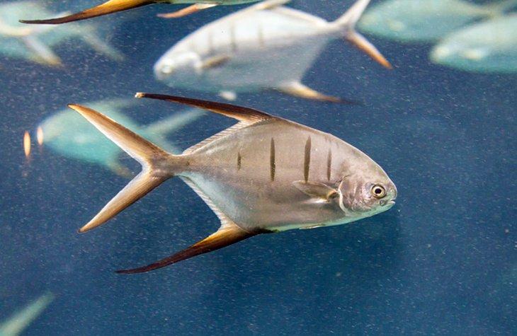 El Acuario de Bermudas