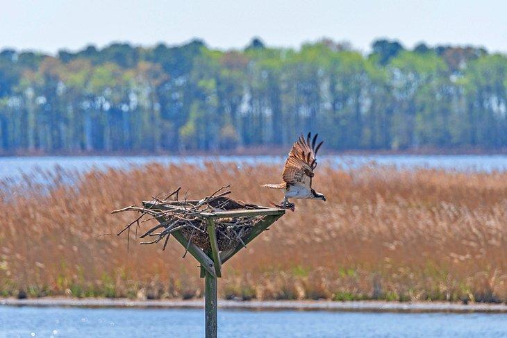 Un balbuzard s'éloignant du nid dans le Refuge national de la faune de Blackwater