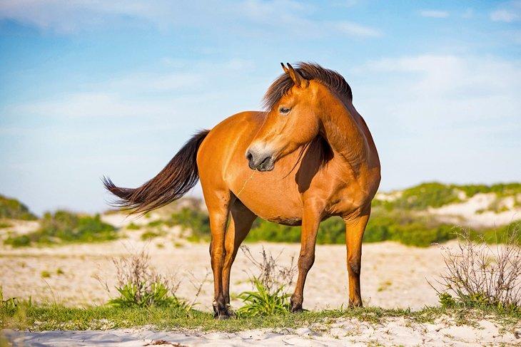 Un cheval sauvage sur l'île d'Assateague