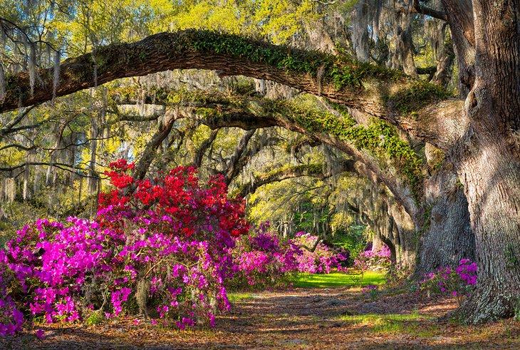 Azalées en fleurs à la Magnolia Plantation & Gardens