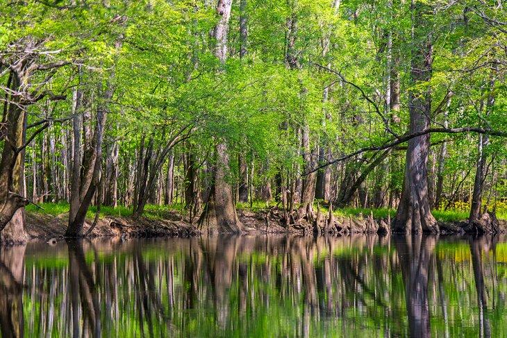 Parc national de Congaree