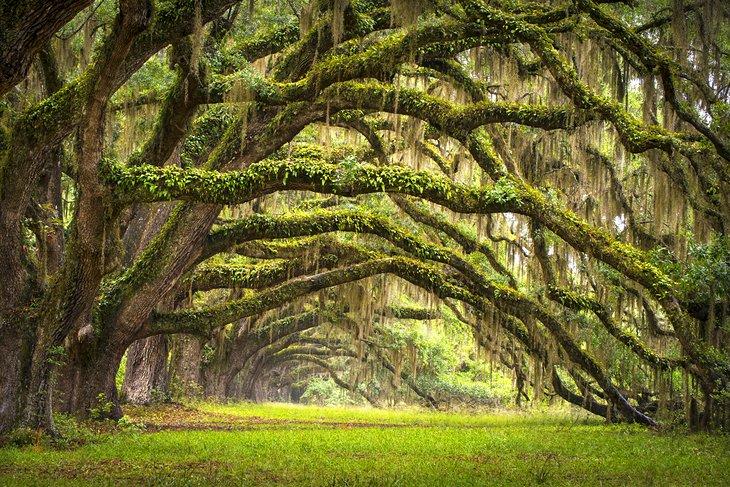 Avenue of Oaks à la Boone Hall Plantation