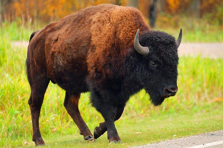 Bisonte