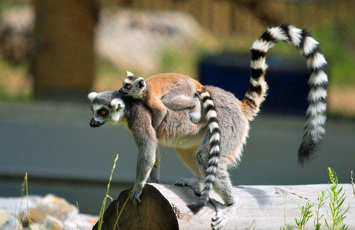 Zoo Valley de Edmonton
