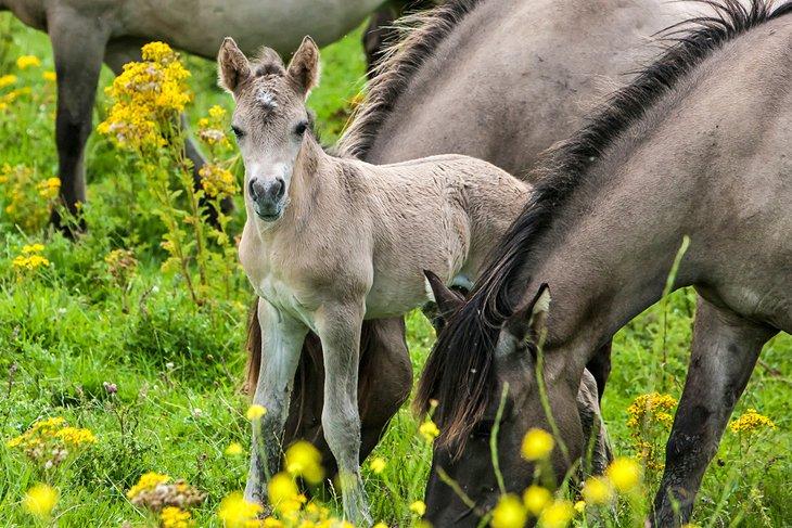 Chevaux Konik à Oostvaardersplassen