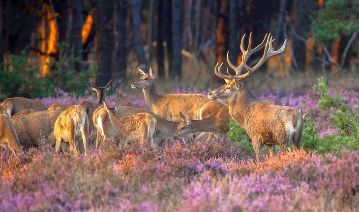 Cerfs rouges dans le parc national De Hoge Veluwe
