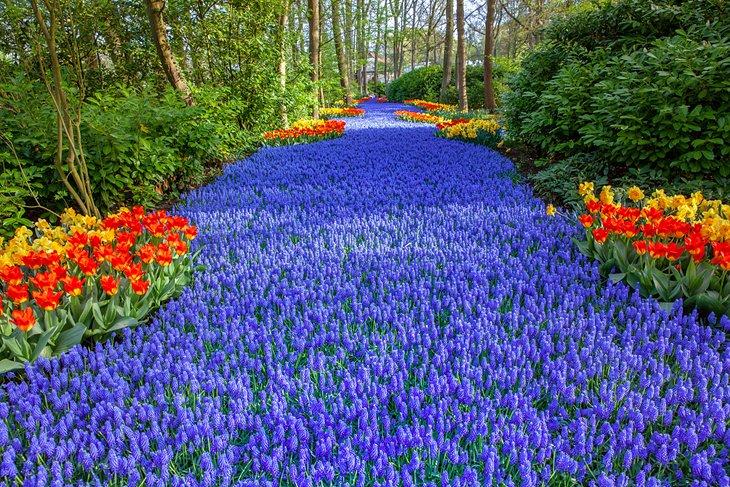 Fleurs magnifiques dans le parc Keukenhof