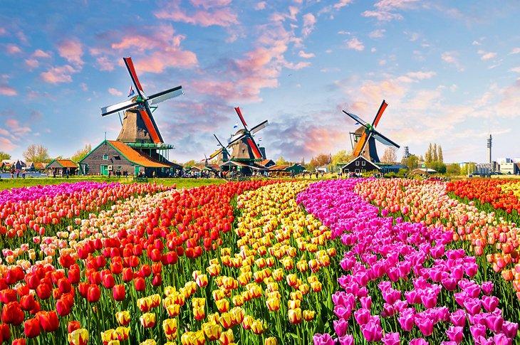 Tulipes et moulins à vent à Zaanse Schans