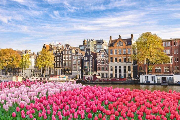 Canal bordé de tulipes à Amsterdam