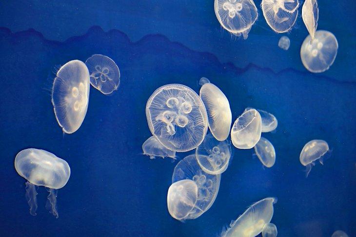 Medusas en el Acuario SEA LIFE de Kansas City