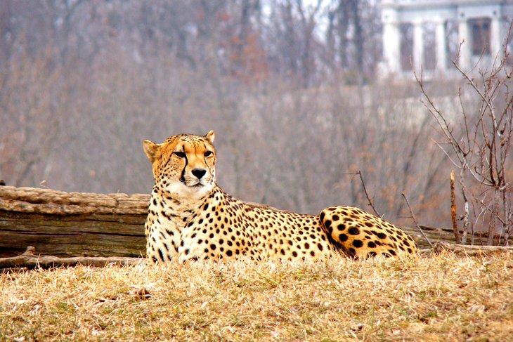 Chita en el Zoológico de Kansas City