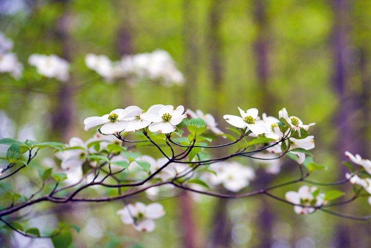 Fleurs de cornouiller dans le parc d'État de Caledon