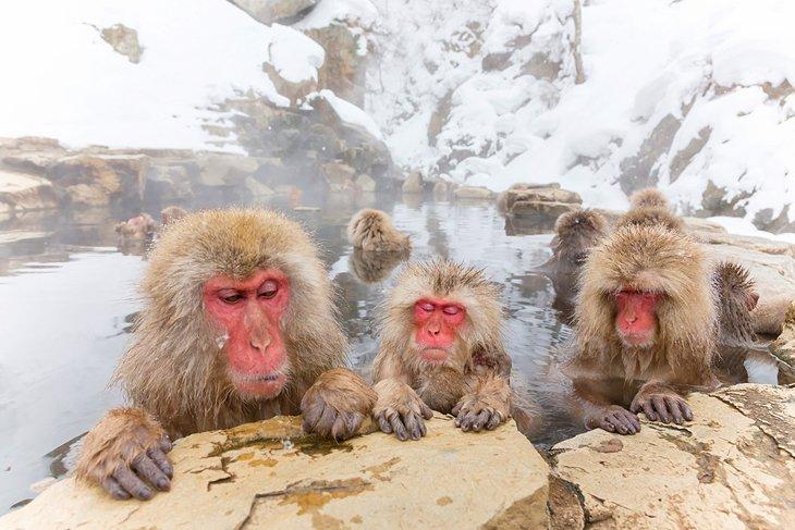 Japanische Makaken im Jigokudani Snow Monkey Park