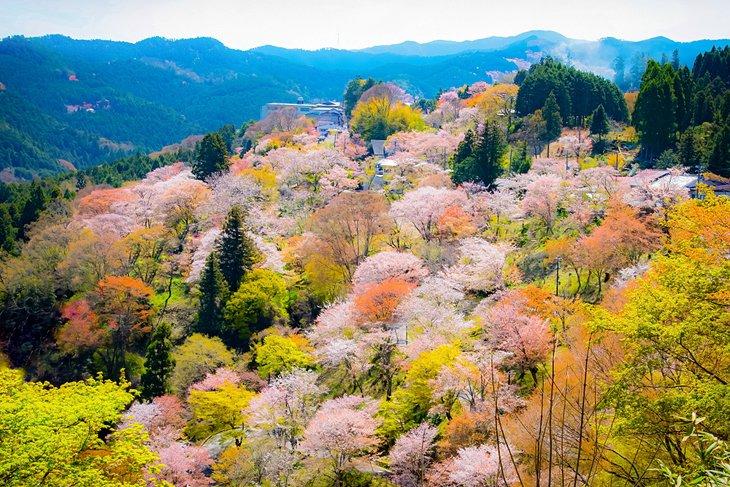 Blühende Kirschbäume auf dem Mount Yoshino