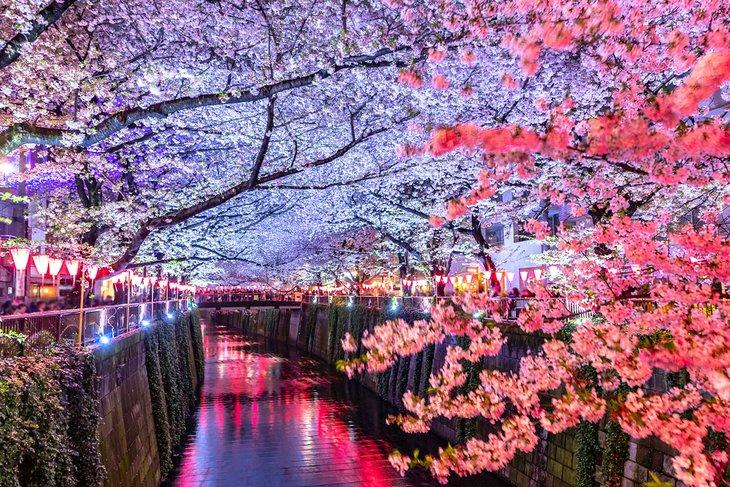 Kirschblüten bei Nacht über dem Meguro-Fluss