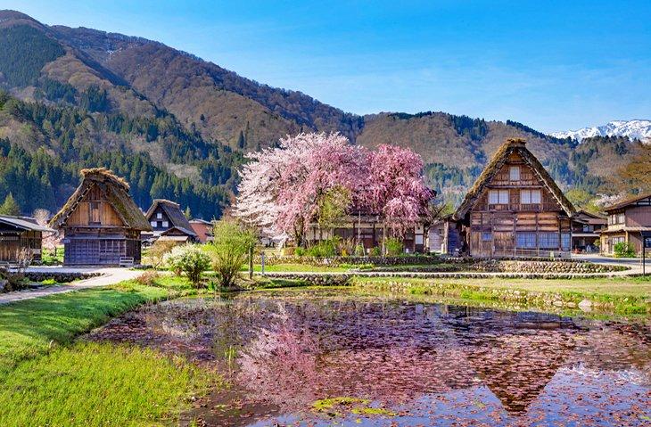 Kirschblüten im Shirakawa-go Dorf