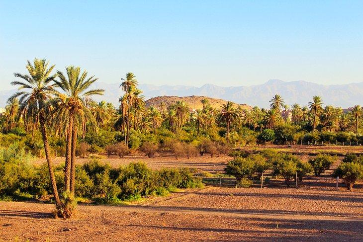Palmeraie de Marrakech