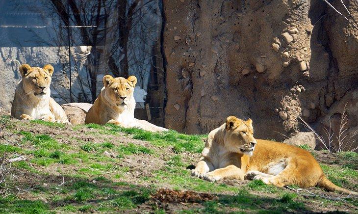 Löwen im Hogle Zoo
