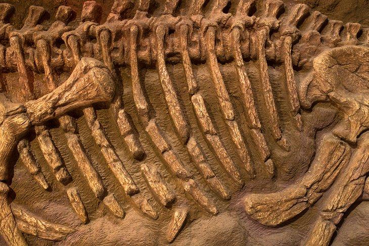 Dinosaurier-Fossil