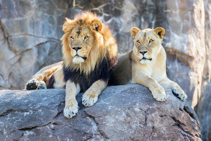 Leones en el Zoológico del Condado de Sedgwick