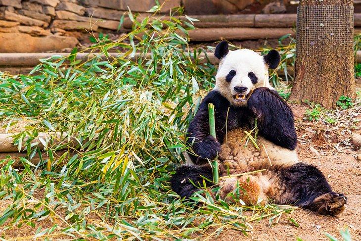 Panda gigante en el Zoo de Atlanta