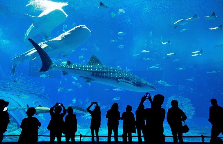 Acuario de Georgia