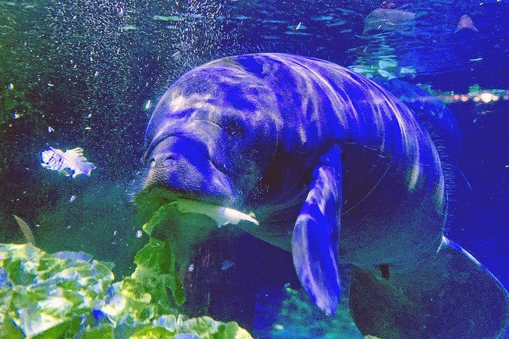 Manatí en el Acuario del Mundo de Dallas