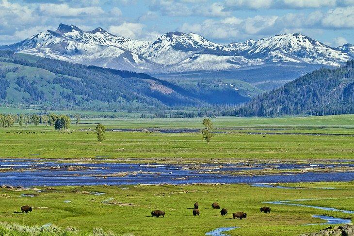 Bison im Lamar Valley