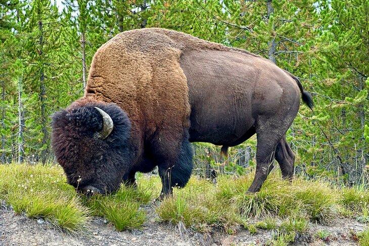 Ein Büffel im Lamar Valley