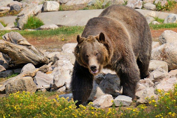 Grizzly und Wolf Discovery Center