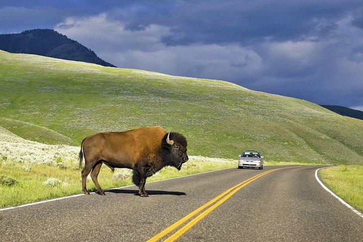 Bison auf der Straße im Yellowstone-Nationalpark