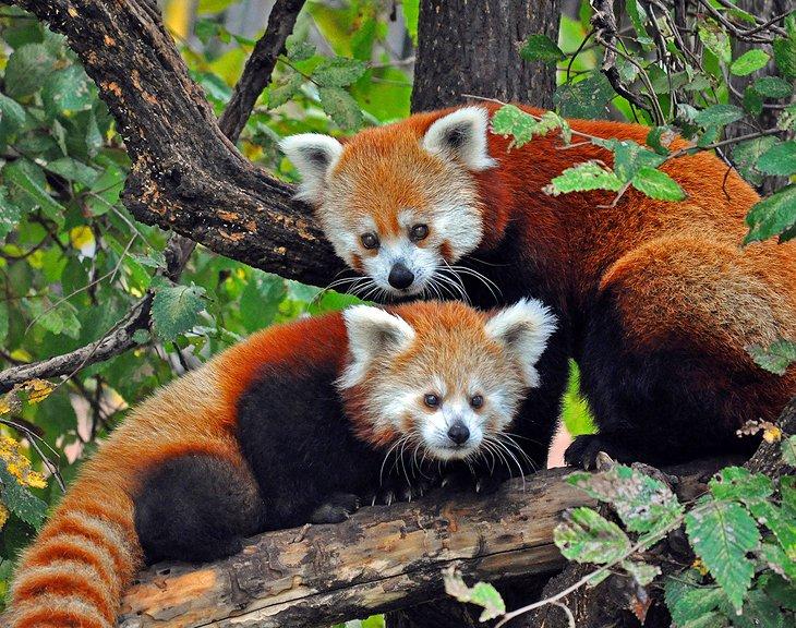 Pandas rojos en el Zoológico de Oklahoma City