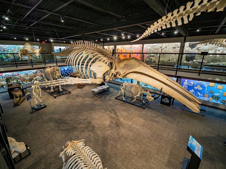 Museo de Osteología