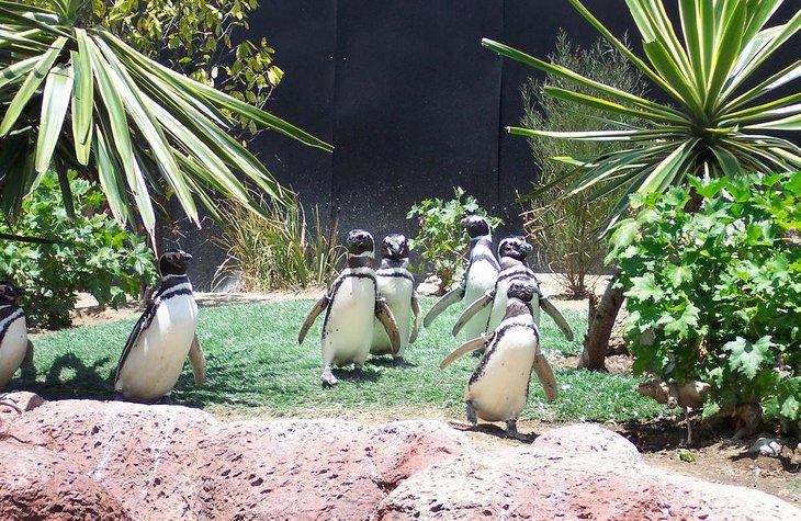 Pingüinos en SeaWorld en San Diego, CA