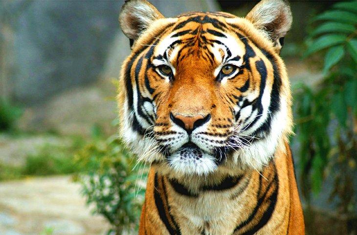 Tigre en el Zoológico de San Diego