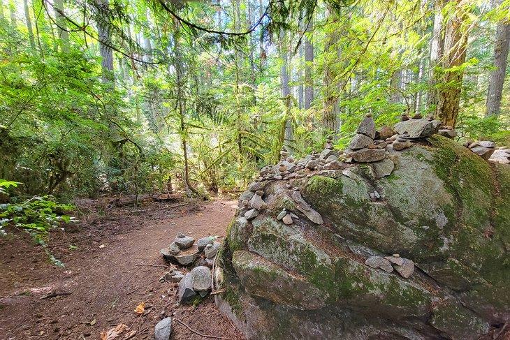 Grand Forest, Île Bainbridge