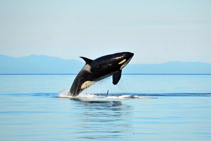Orque émergeant dans la mer Salish