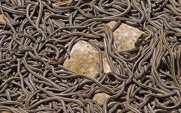 Serpientes en Narcisse