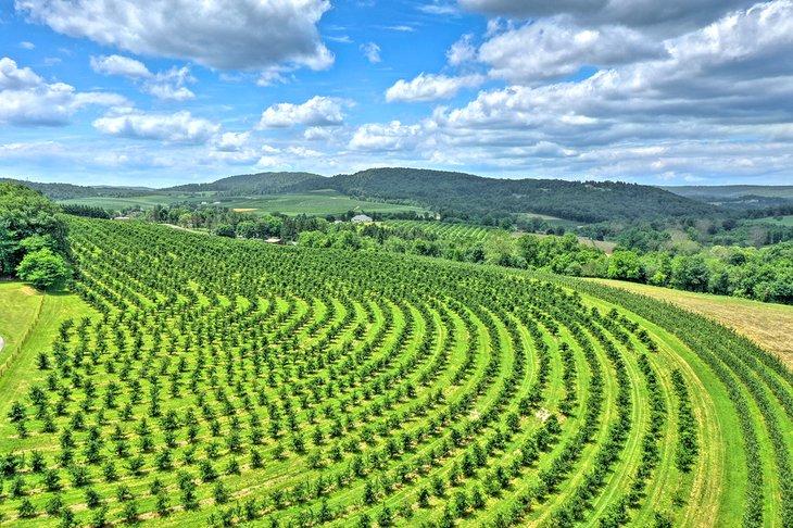 Huertos de manzanas en Biglerville, PA