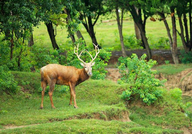 Alce macho en el Bosque Estatal de Elk, Pennsylvania