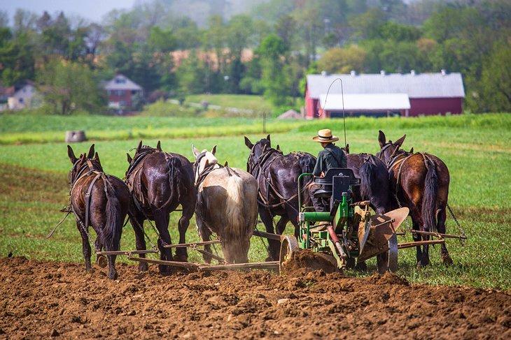 Agricultor Amish trabajando en el campo en el Condado de Lancaster