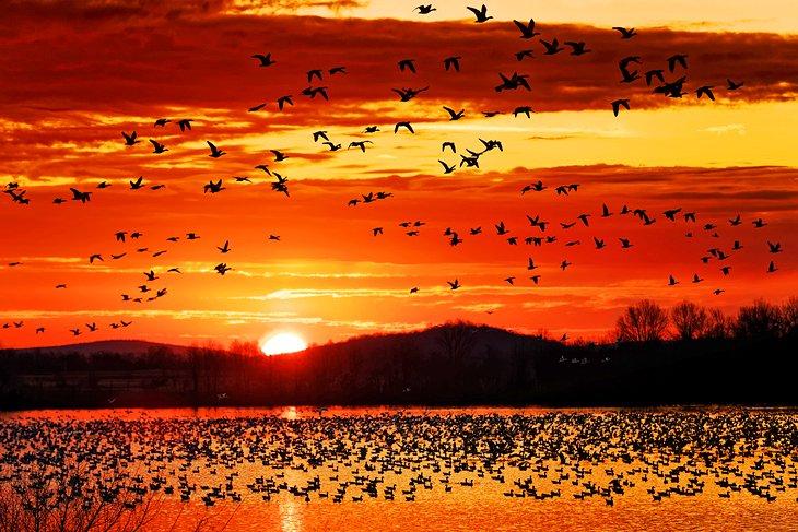 Gansos migratorios al atardecer en el Condado de Lancaster