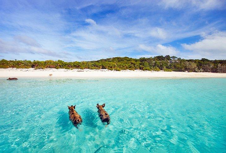 Cerdos nadadores en Staniel Cay en los Exumas