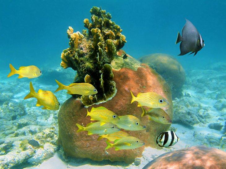 Corales y peces en la isla Andros