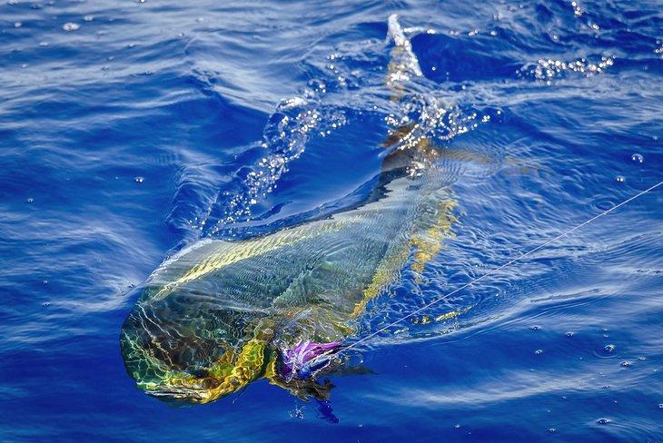 Mahi Mahi capturado en Bimini