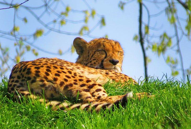 Zoo de la région d'Aix-la-Chapelle