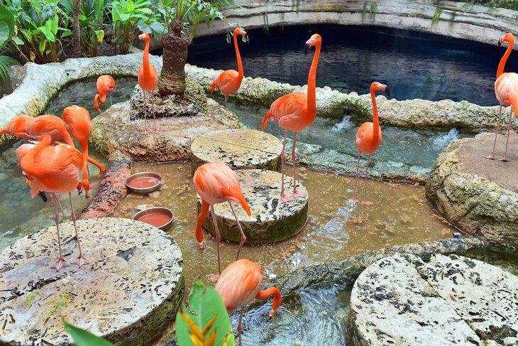 Flamencos en el Acuario Mundial de Dallas